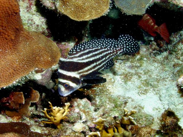 ocean-life-652