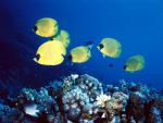 ocean-life-663
