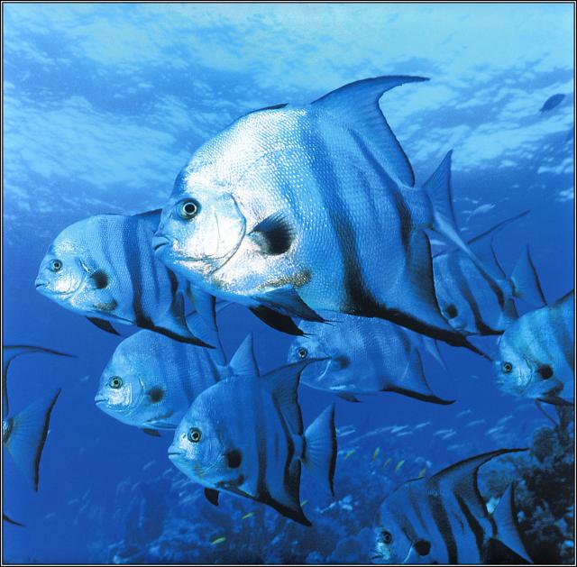 ocean-life-679