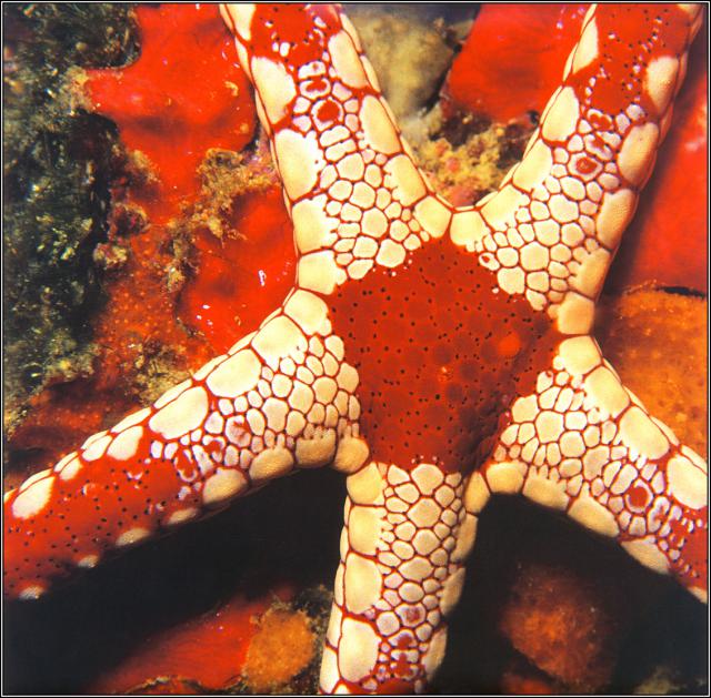 ocean-life-680