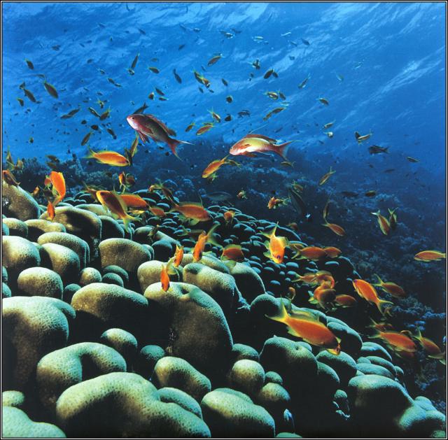 ocean-life-681
