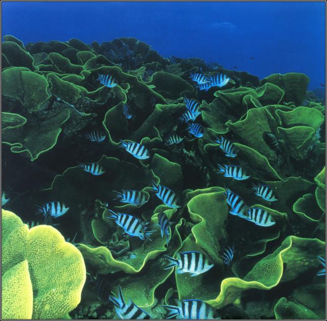 ocean-life-683