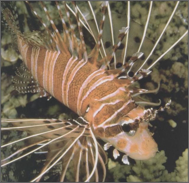 ocean-life-689