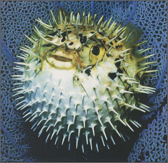 ocean-life-690