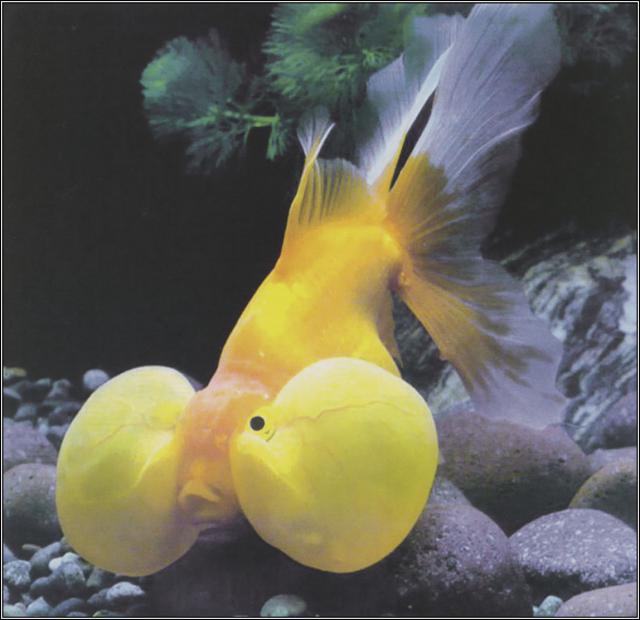 ocean-life-691
