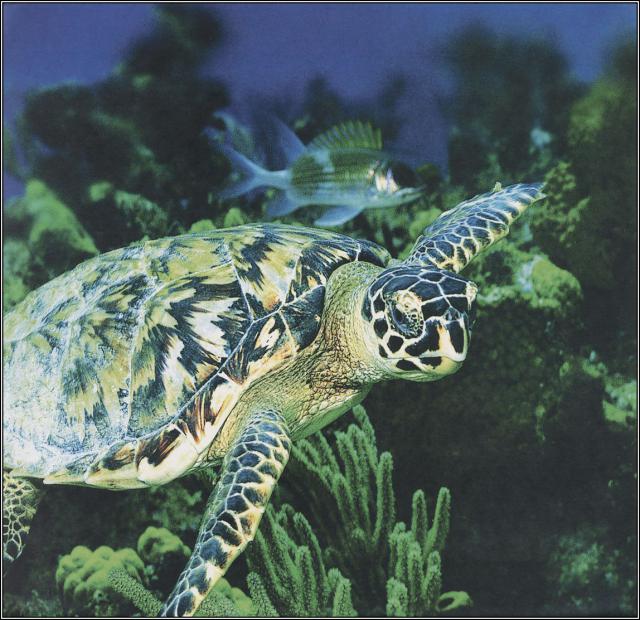 ocean-life-697