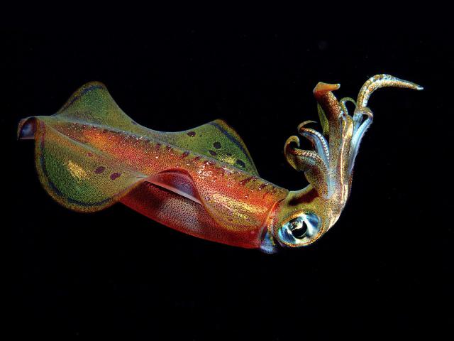 ocean-life-701