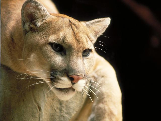 Mountain_Lion_Montana_04