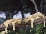 Lion_44