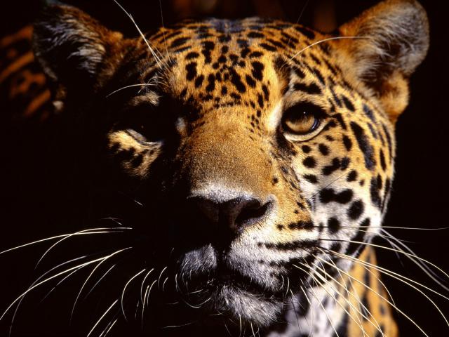 Jaguar_13
