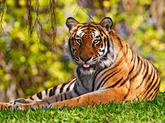 Tiger_121