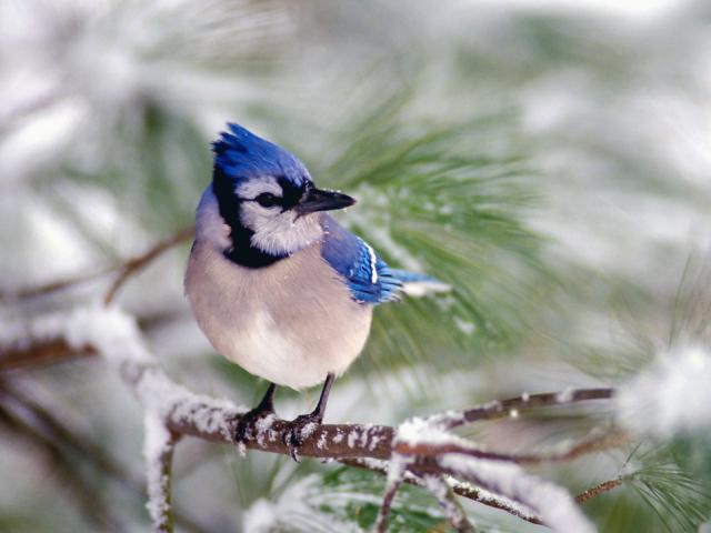 Birds_271