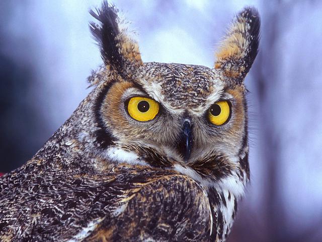 Birds_272