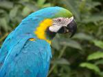 Birds_273