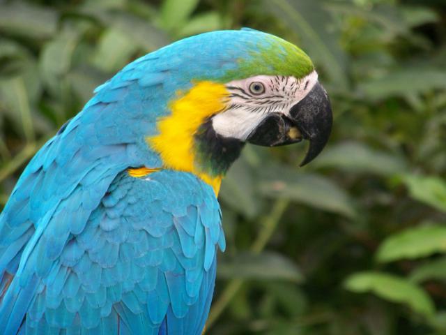 Birds_273