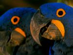 Birds_276
