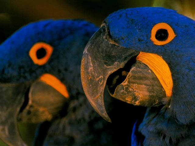 Birds_276