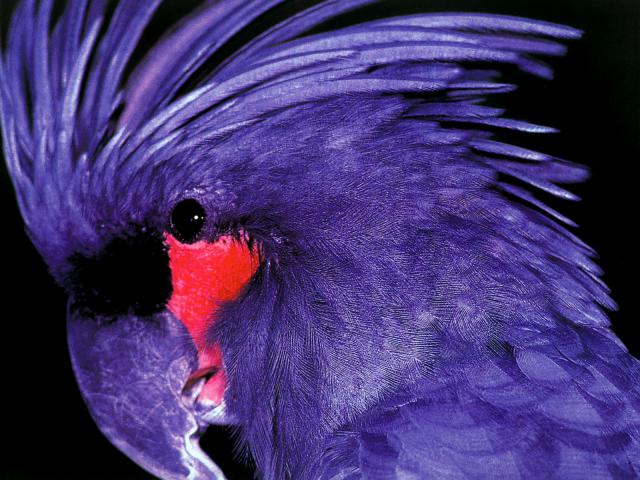 Birds_280