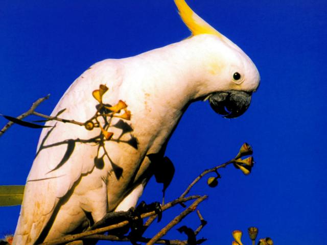 Birds_284