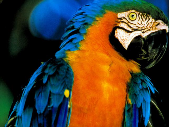 Birds_285