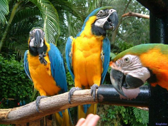 Birds_287