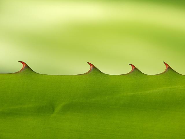 green_046