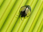 green_048