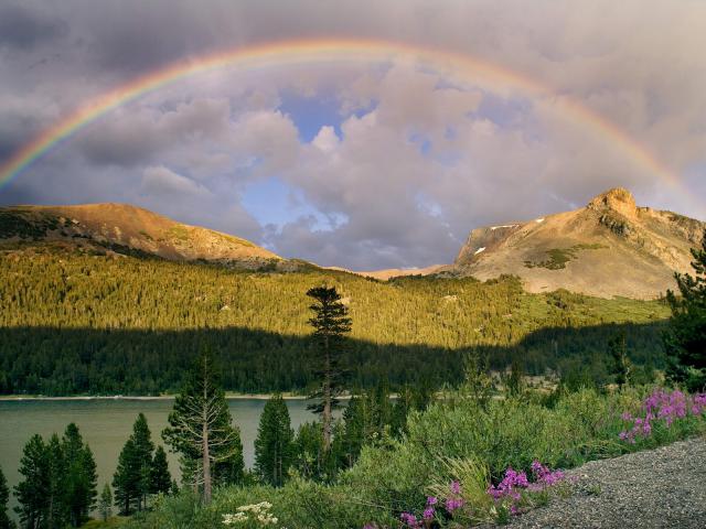 rainbow_41