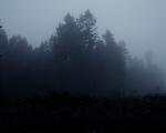 tree_266