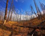 tree_268