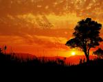 tree_269