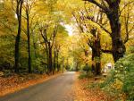 tree_279