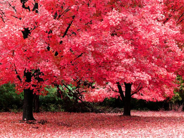 tree_285