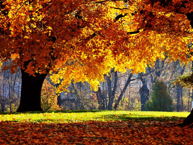 tree_286