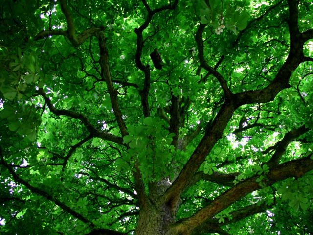 tree_287