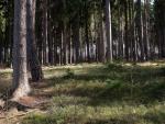 tree_288