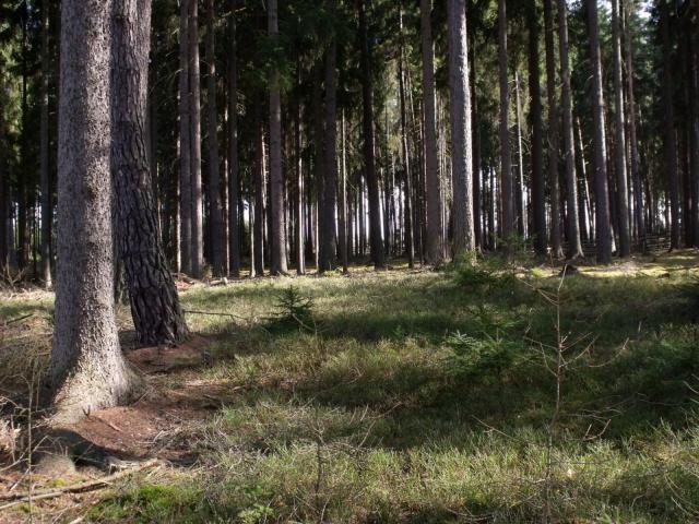 tree_288