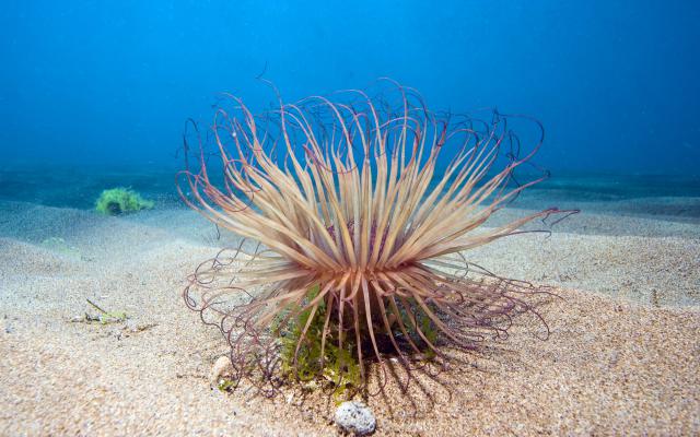 ocean-life-710