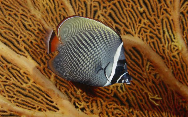 ocean-life-712