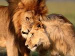 Lion_49