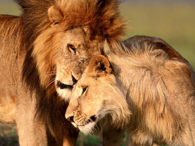 Lion_49