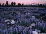 Sunrise_05