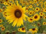 Sunflower_Field_01