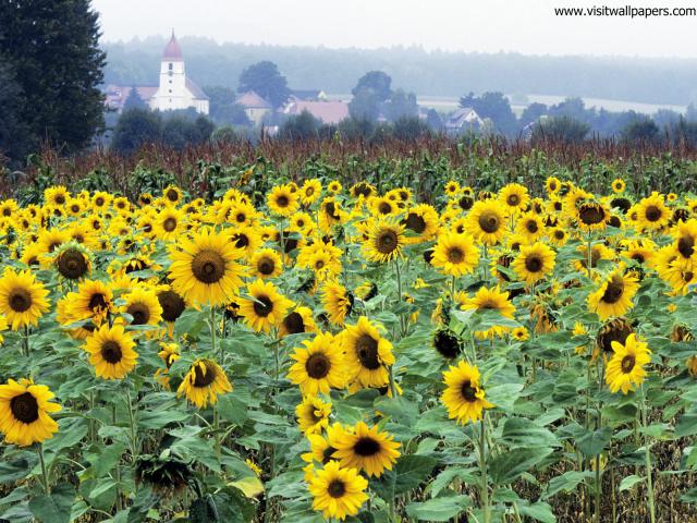 Sunflower_5
