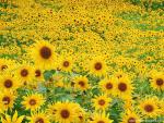 Sunflower_Field_02