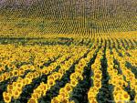 Sunflower_Field_05