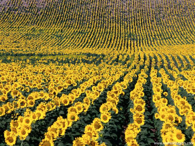 Sunflower_Field_05