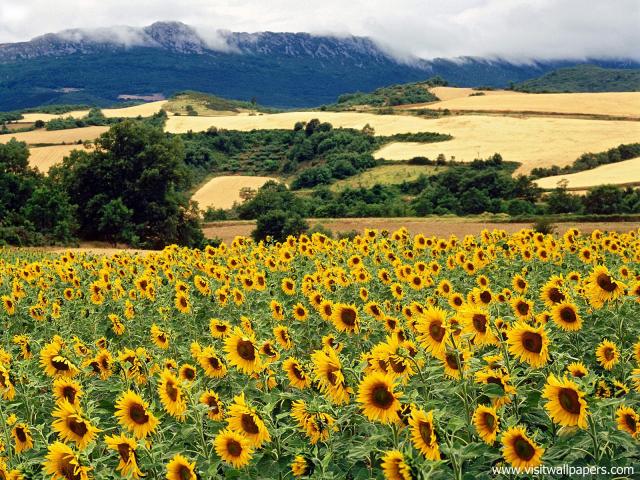 Sunflower_Field_07