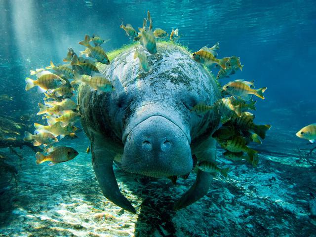ocean-life-713