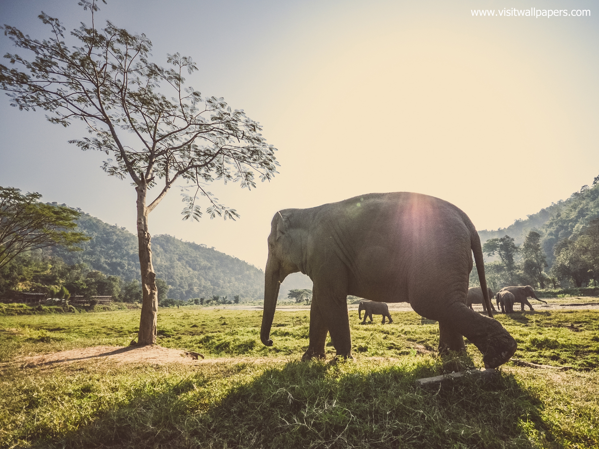 Animals_687